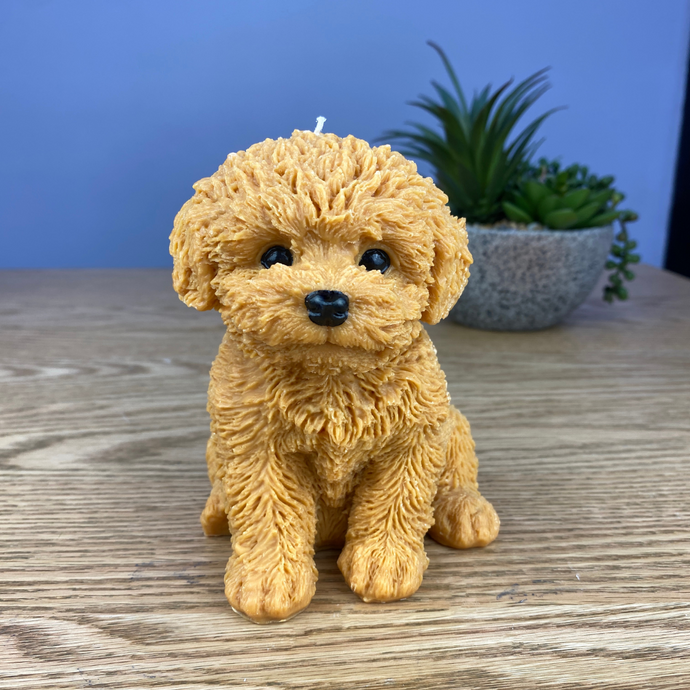 Oodle dog candle tan colour sitting facing forward