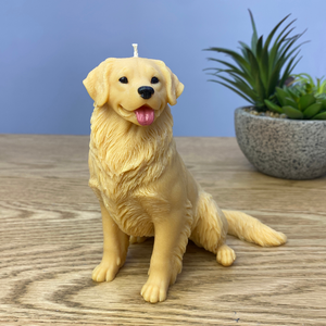 golden retiever dog candle sitting facing forward