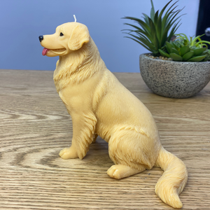 golden retiever dog candle sitting facing forward
